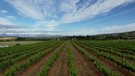 aerial above green vineyards in franschoek farmlands of south africa