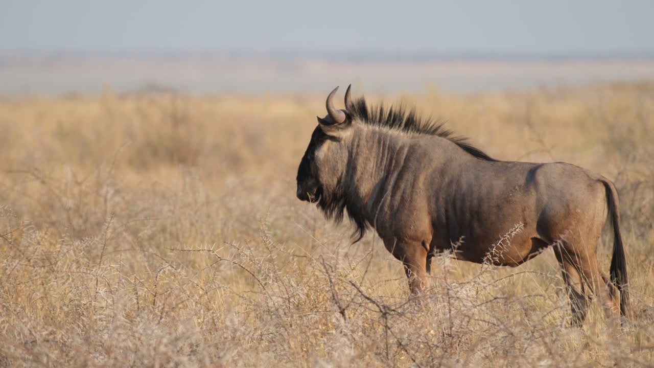 Jakt på blå gnu i øde savanne i Sør-Afrika.