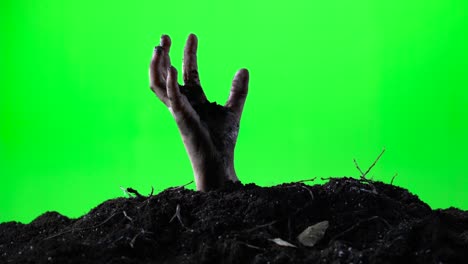 zombie woman hand emerging from the ground grave. halloween concept. green screen. 003