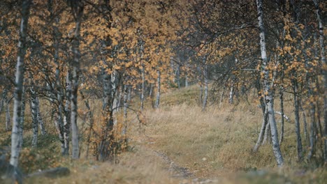 Leaves-falling,-swaying-in-the-wind-in-the-birch-grove