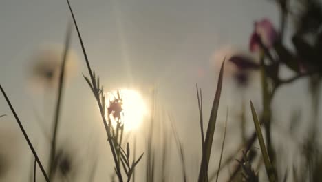 relaxing grass macro at sunset