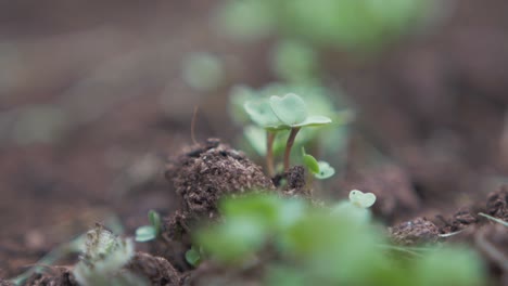 vegetable sprouts shoot up above nutrient rich soil