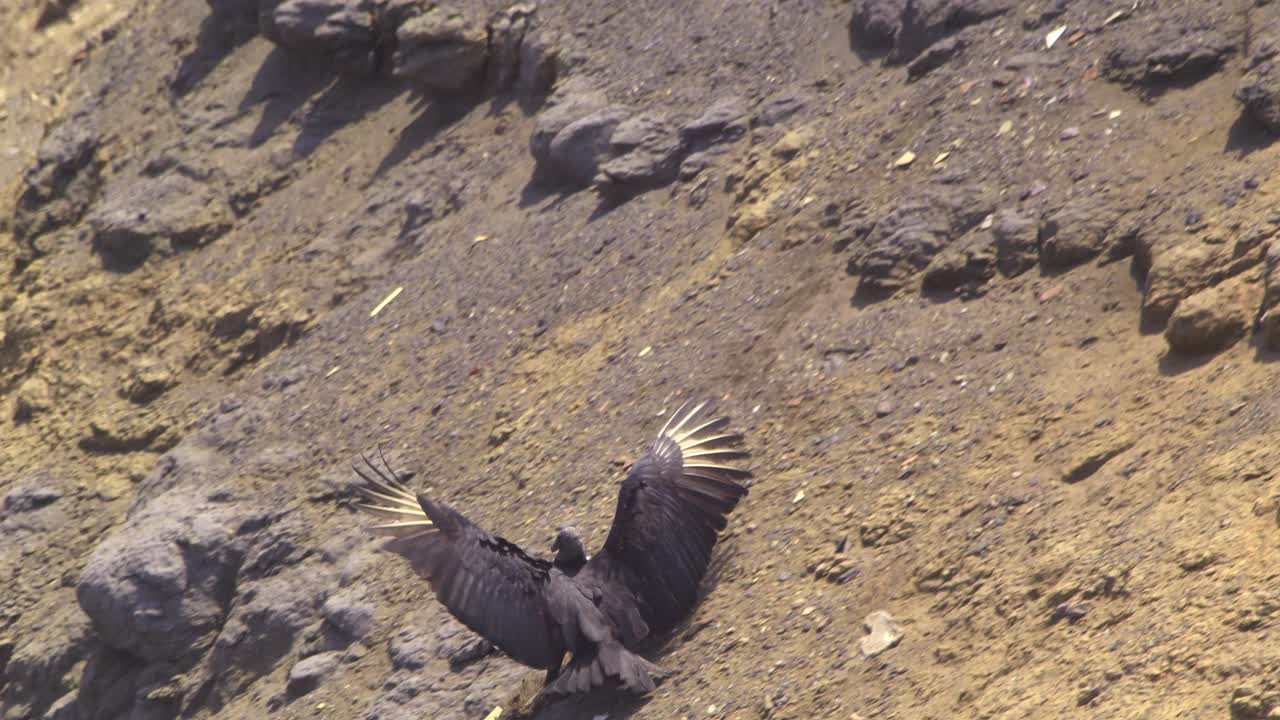 Black vulture flying and landing on steep hill followed by others, Pantanos de Villa, Peru