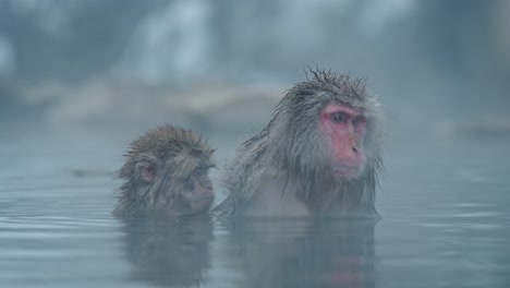 a serene and relaxed mother snow monkey enjoys a grooming session from her baby in the tranquil, foggy onsen of jigokudani, japan.