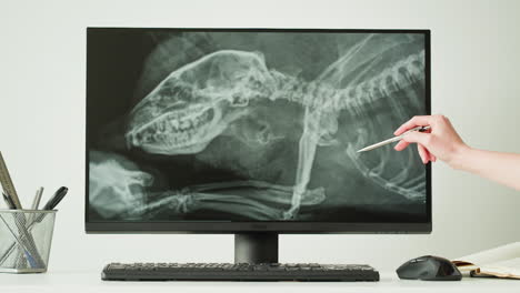 veterinary x-ray examination