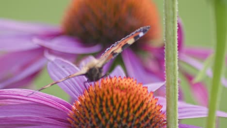 una pequeña mariposa de concha de tortuga come néctar de coníferas de naranja a la luz del sol durante el tiempo de viento