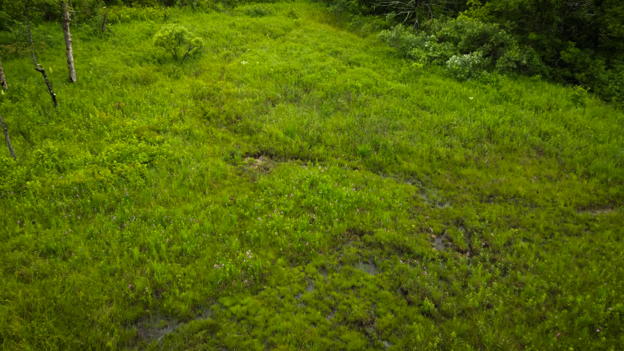 Drone shot rising up over an Ozark Fen showing the unique wetland habitat dotted with pink orchids. A dense Missouri forest surrounds the area on a bright sunny day