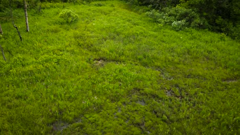 drone shot rising up over an ozark fen showing the unique wetland habitat dotted with pink orchids. a dense missouri forest surrounds the area on a bright sunny day