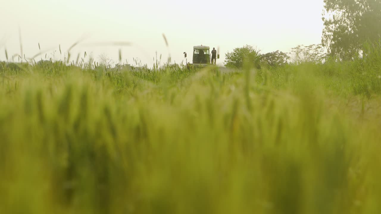 바인 하베스터 밀 (green harvester wheat)