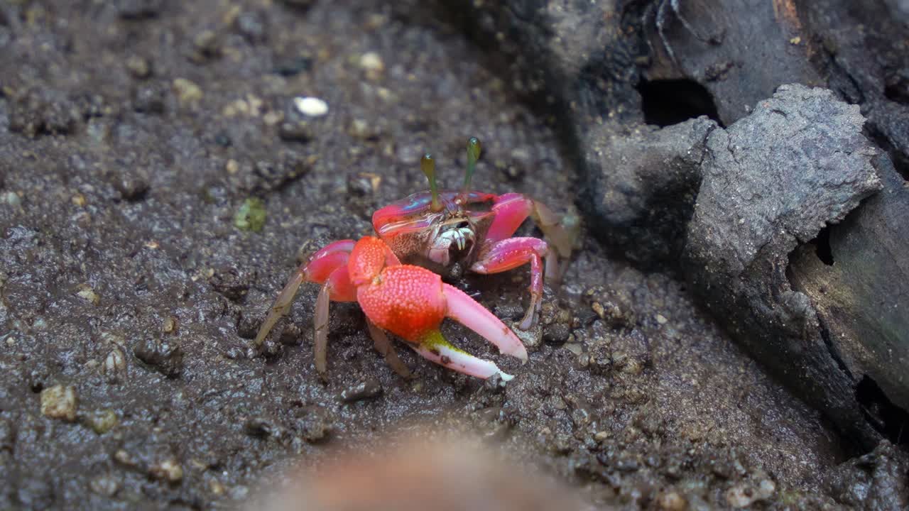 A wild fiddler crab foraging on the muddy ground of mangrove forest, sipping on micronutrients from the tidal flat, close up shot.