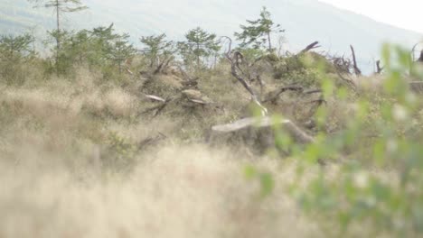 Dry-summer-nature-scenery-with-wheat-plants-and-cut-tree-trunks