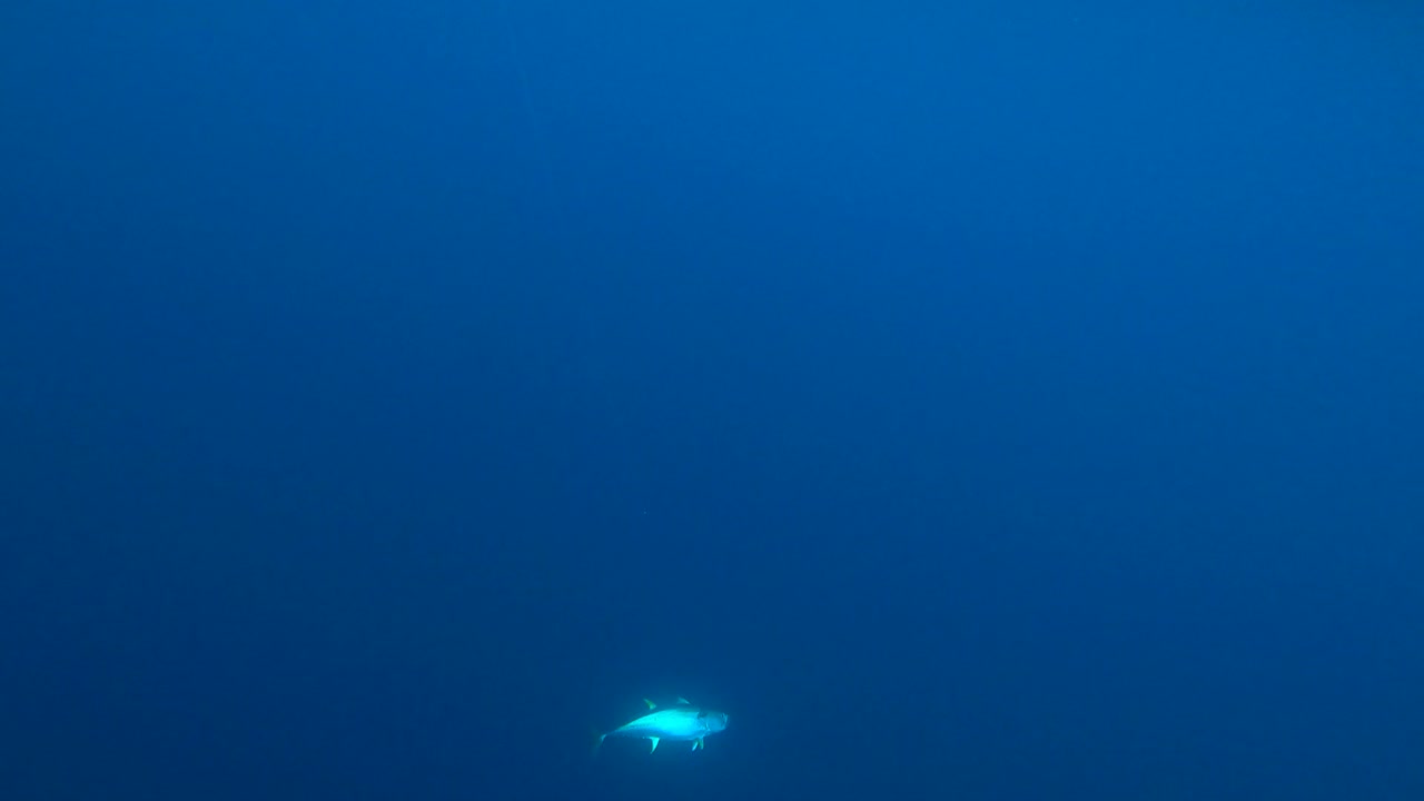깊은 물에서 어리 윤