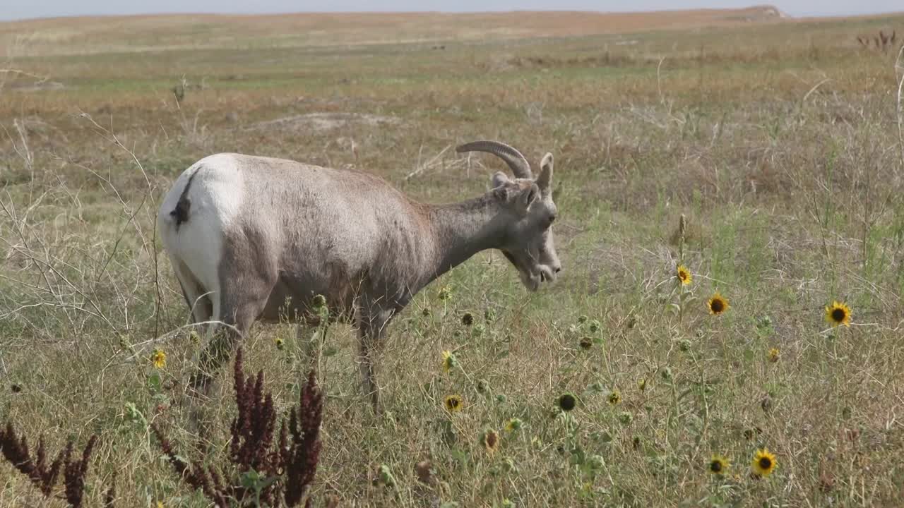 ram bebé pastando en el paisaje del parque nacional