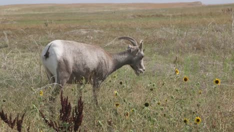 Baby-Ram-Grazzing-In-National-Park-Landscape