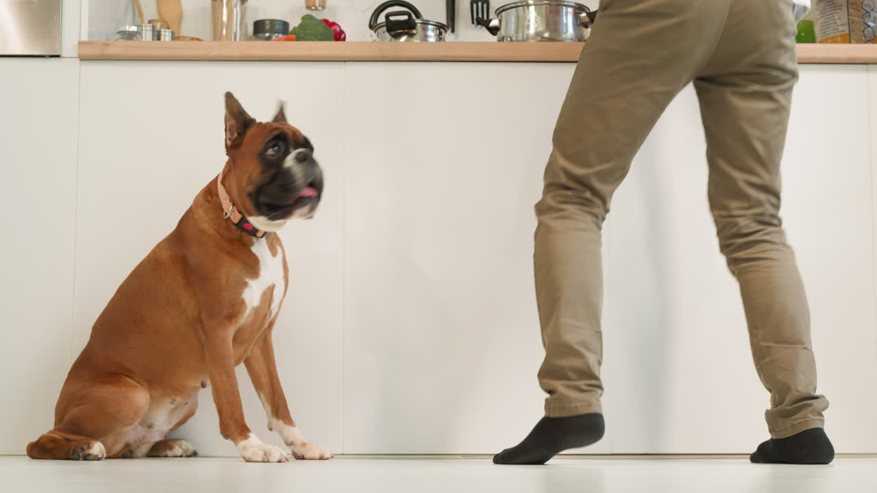 Cute dog sits near owner jumping and dancing while cooking