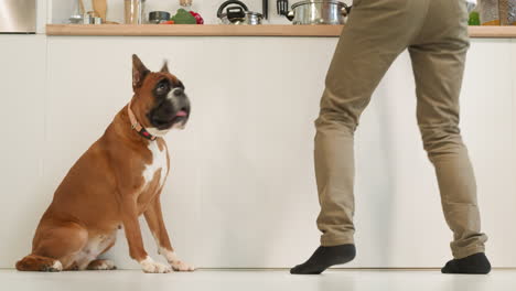 Cute-dog-sits-near-owner-jumping-and-dancing-while-cooking