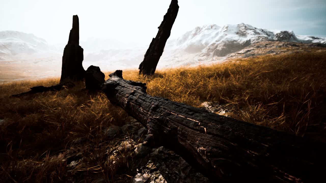 burnt tree logs after forest fire