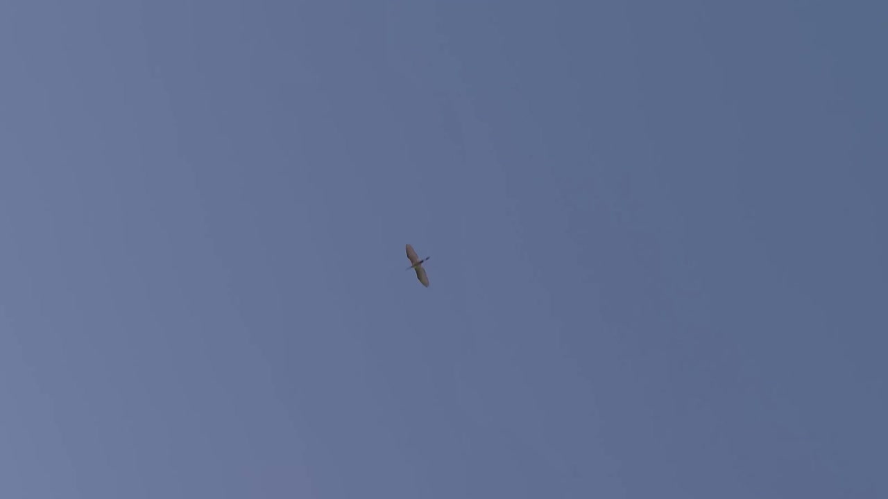 pájaro solo volando animal salvaje en el aire cielo azul mínimo vista amplia paisaje marino paisaje marítimo océano vista del mar cielo vacío viaje turismo atracción natural en arabia saudita irán naturaleza sola