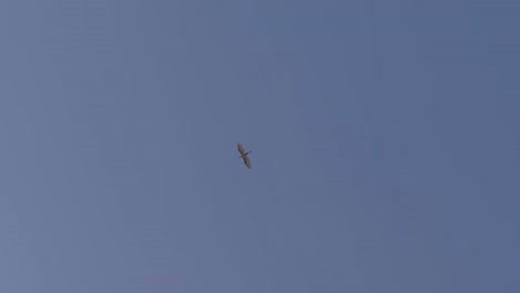 pájaro solo volando animal salvaje en el aire cielo azul mínimo vista amplia paisaje marino paisaje marítimo océano vista del mar cielo vacío viaje turismo atracción natural en arabia saudita irán naturaleza sola