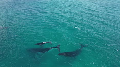 group of humpback whales swimming in open sea