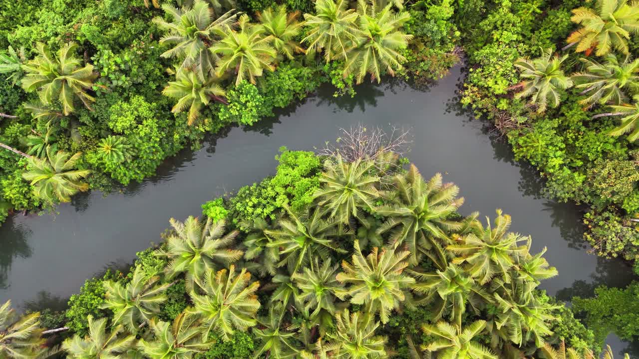 Blue boat moves slowly along Maasin River, surrounded by dense tropical palm forest in Siargao, Philippines, captured in a top-down drone shot with winding waterway and lush green vegetation