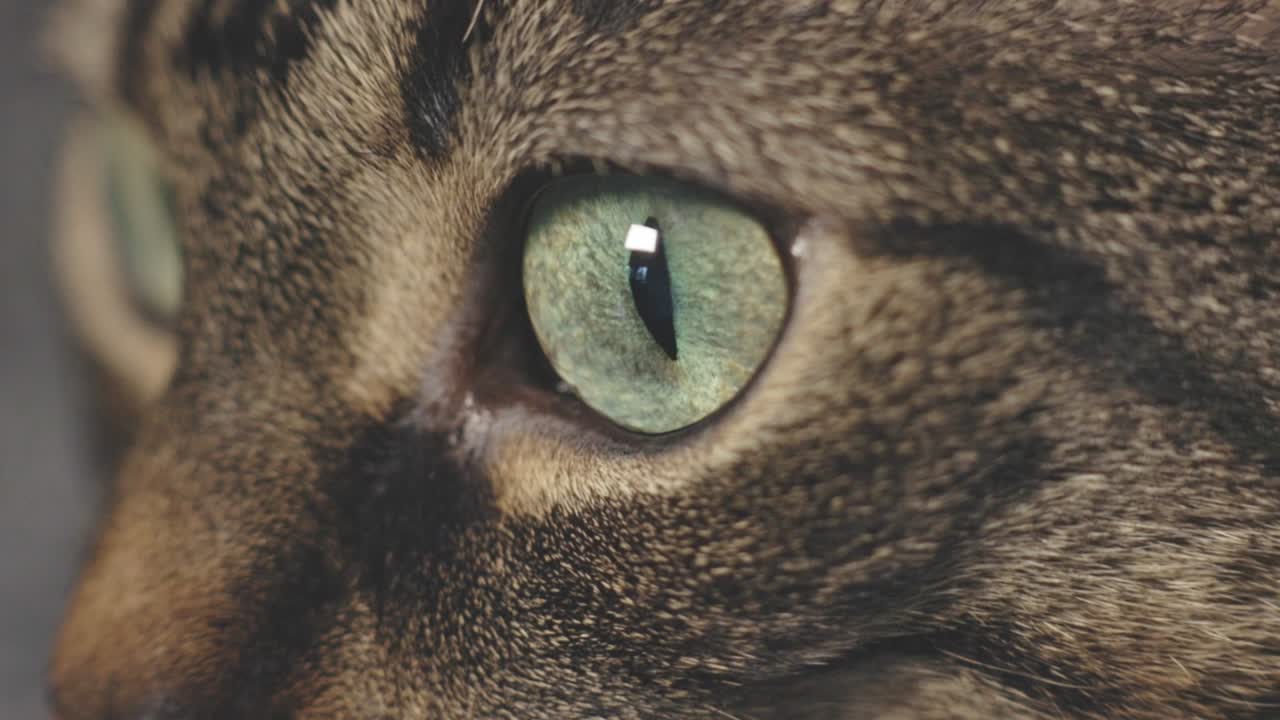 Closeup Of Cat's Eyes. macro