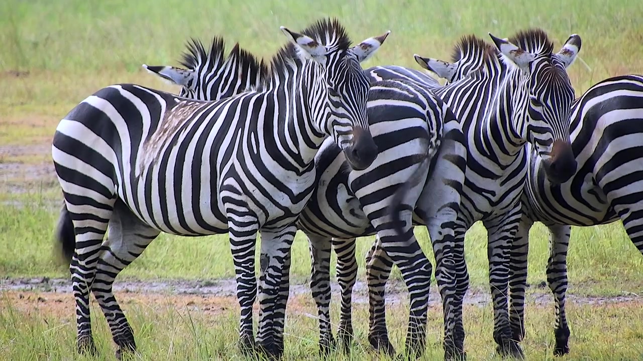Gruppo di zebre in piedi insieme in un campo erboso