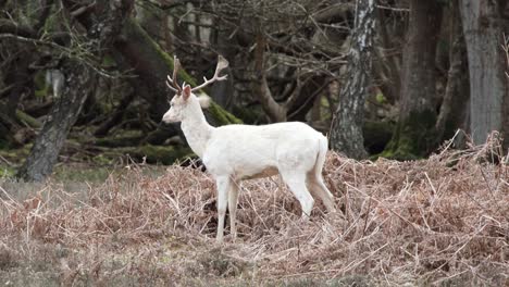 white deer in the new forest clip 20