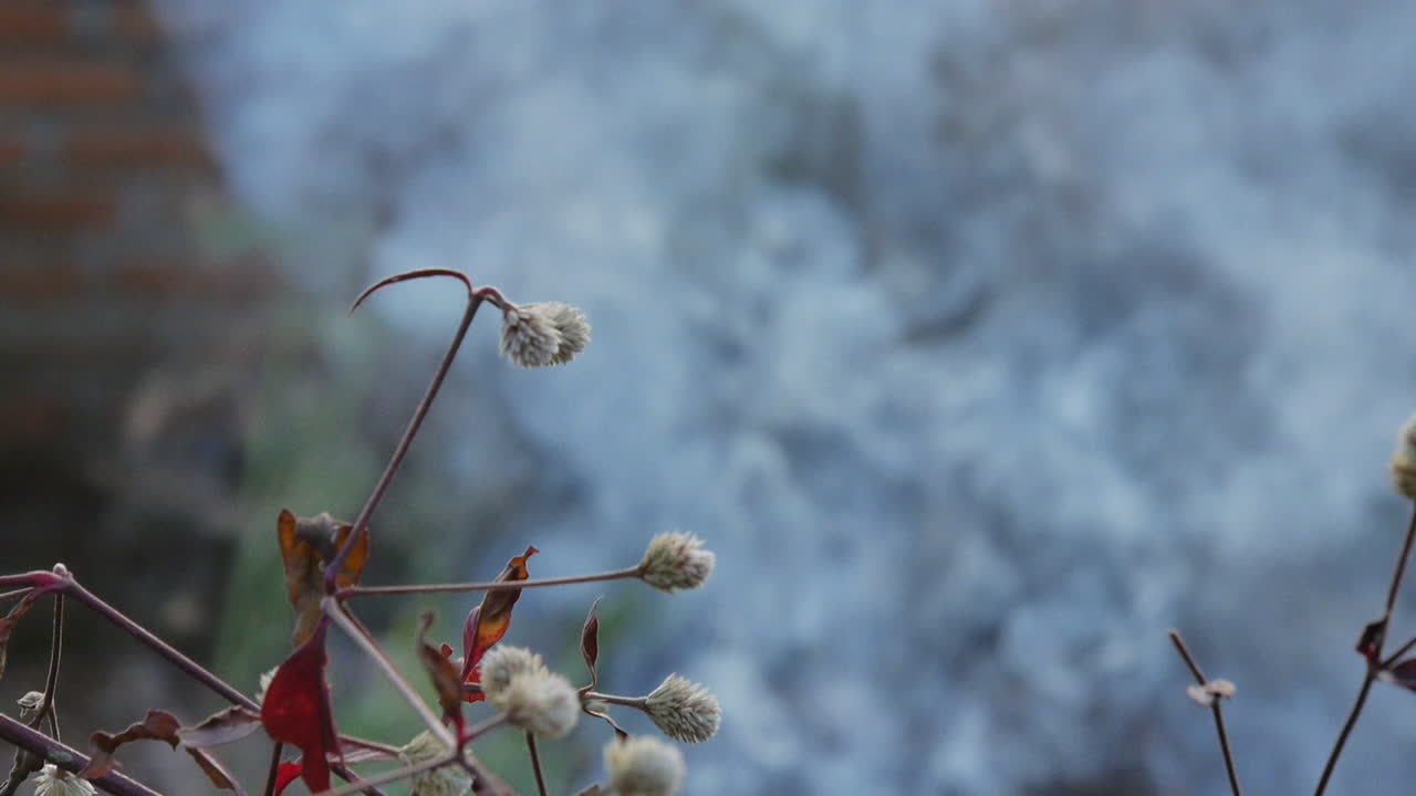 열대우림에서 불에서 나온 연기가 태양으로 떠오르고 슬로우 모션이 따라옵니다