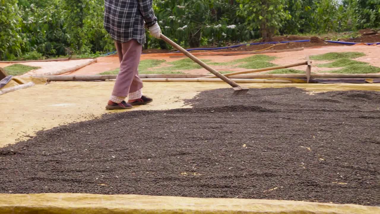 베트남 시골 쪽 유기농 검은 후추 종 후추 열매 생산, 얼굴없는 사람