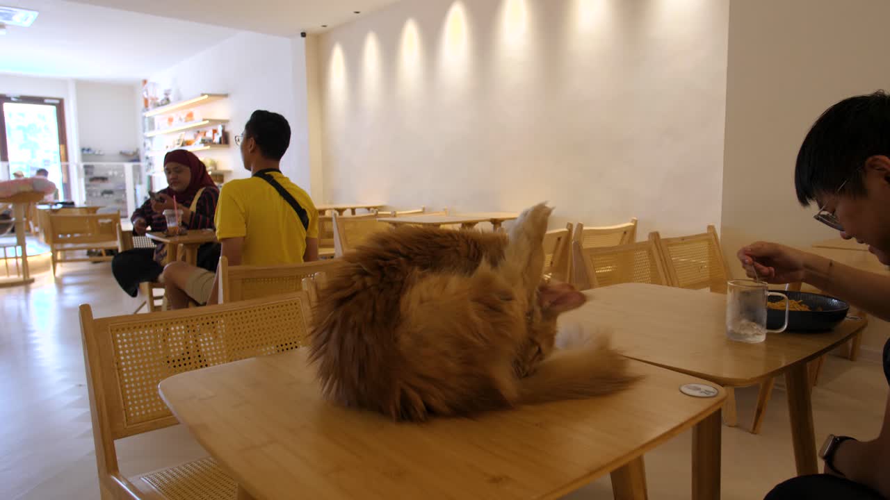 Fluffy Cat Sitting on a Table in a Cafe
