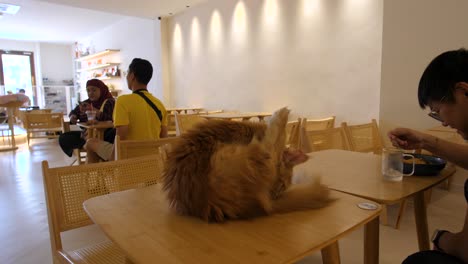 fluffy cat sitting on a table in a cafe