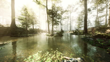 tranquil forest stream