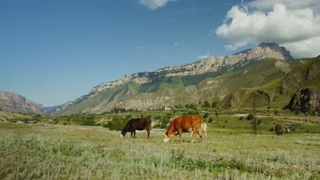 cows grazing in a mountain valley