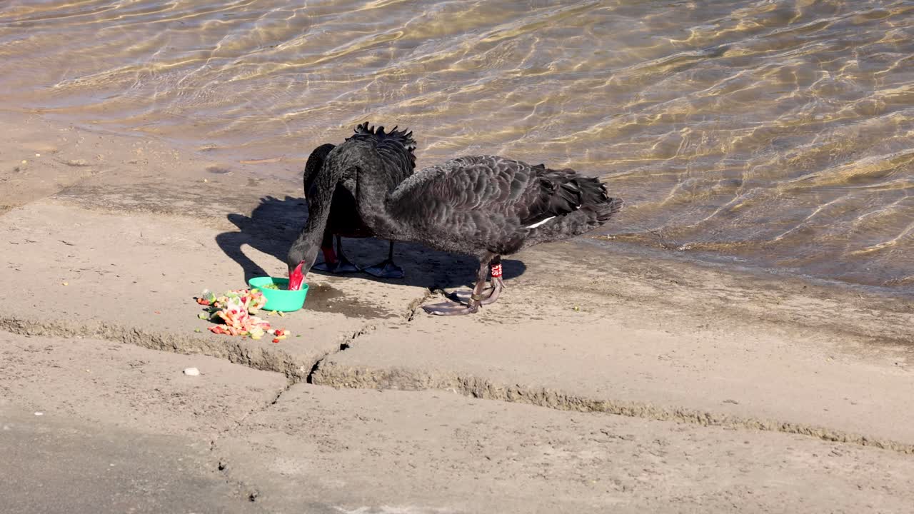 dos cisnes negros cerca del agua con objetos coloridos