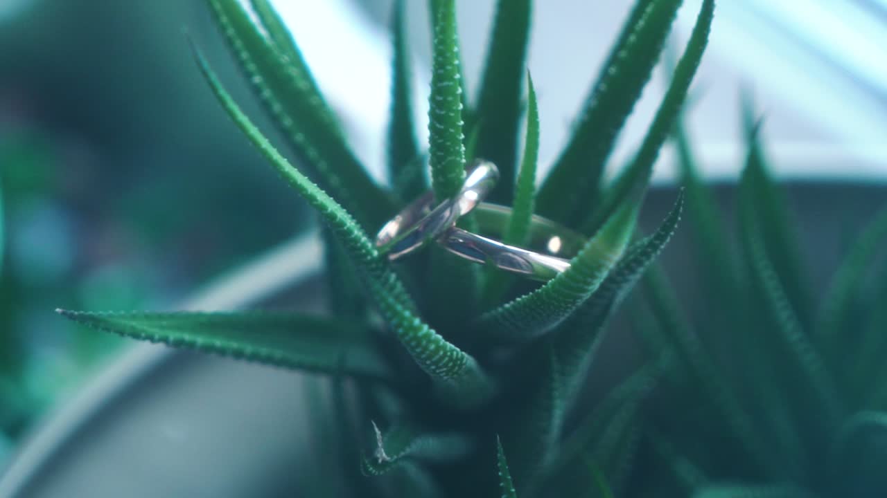 anillos de bodas en una planta suculenta