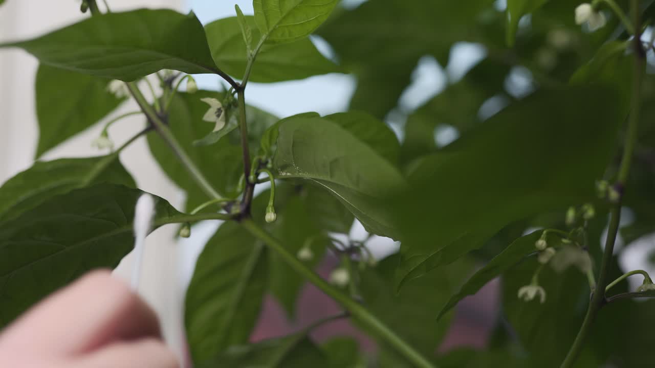 una hembra que usa un bastoncillo de algodón para polinizar una flor en una planta de chile carolina reaper-2