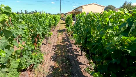 lush grapevines in a sunny vineyard