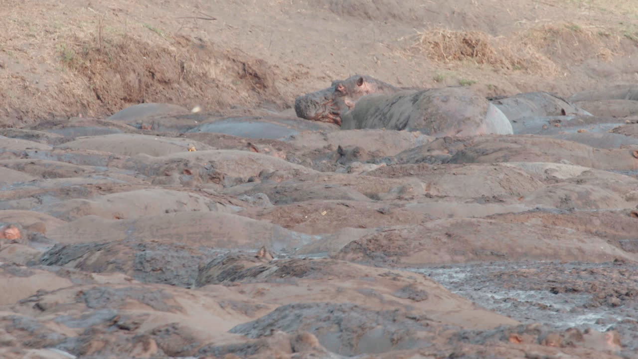 piscina fangosa llena de hipopótamos