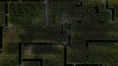 top-down view of a vast corn maze in utah, usa