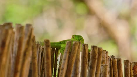 Babygrüner-Leguan-Balanciert-Beim-Gehen-über-Einen-Dünnen-Zaun-Aus-Ästen,-Grüner-Bokeh-Hintergrund