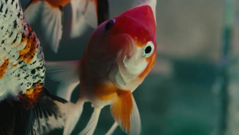 extreme-derailed-close-up-of-a-tropical-fish-swimming-in-aquarium-water