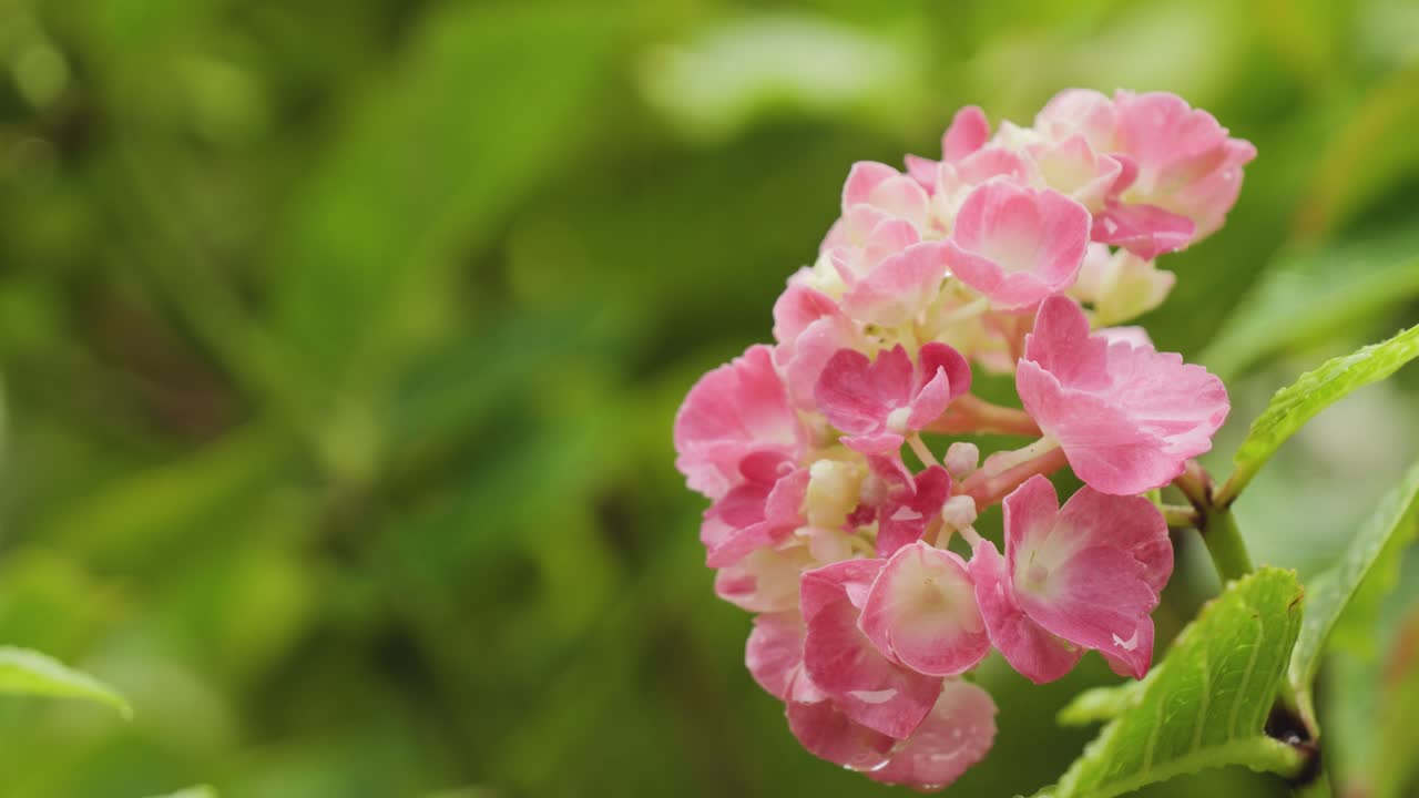 Pink hydrangea blossoms with raindrops in lush rain garden, closeup view of delicate floral beauty