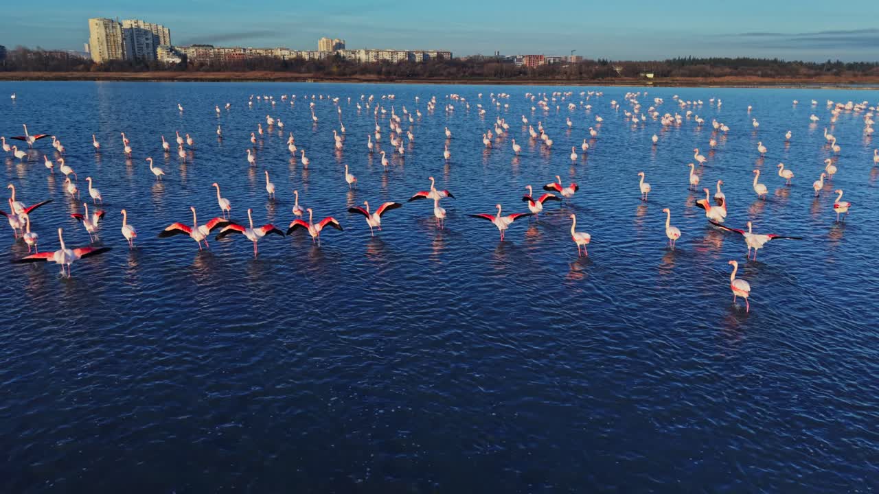 Flamingos gathered in a wetland area under clear blue sky