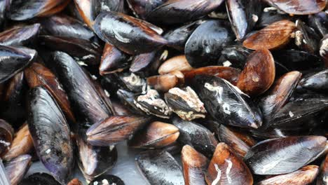 fresh mussels at a market