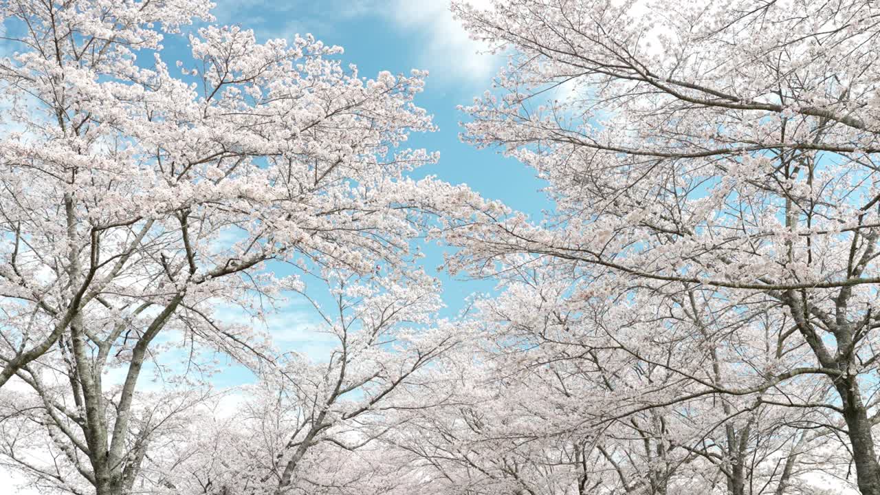 아름다운 체리 꽃 풍경 재료는 파란 하늘에서 흔들리는 완전한 꽃