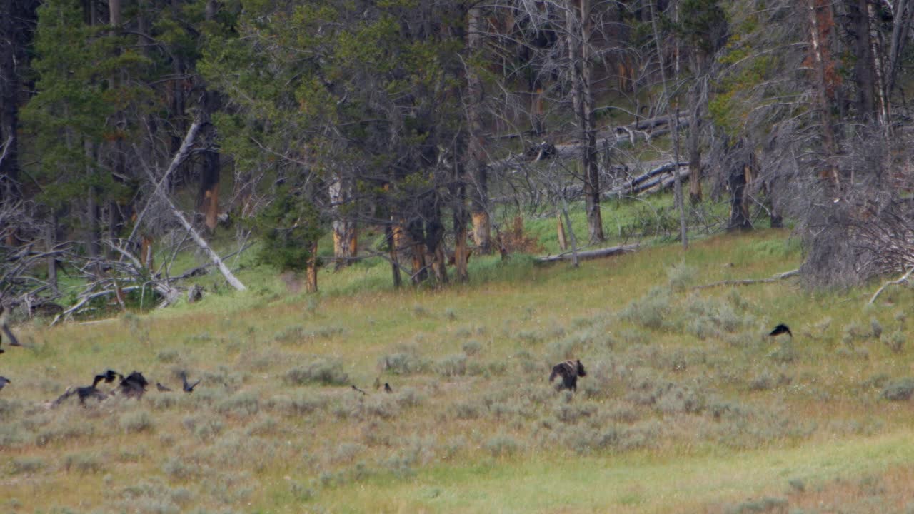 Wide view of grizzly bears fighting over a buffalo carcass. Pine trees are seen in the background