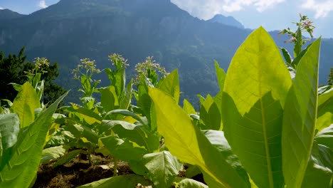 slow pan shot of growing tobacco plantation in front of mountain range in switzerland - close up