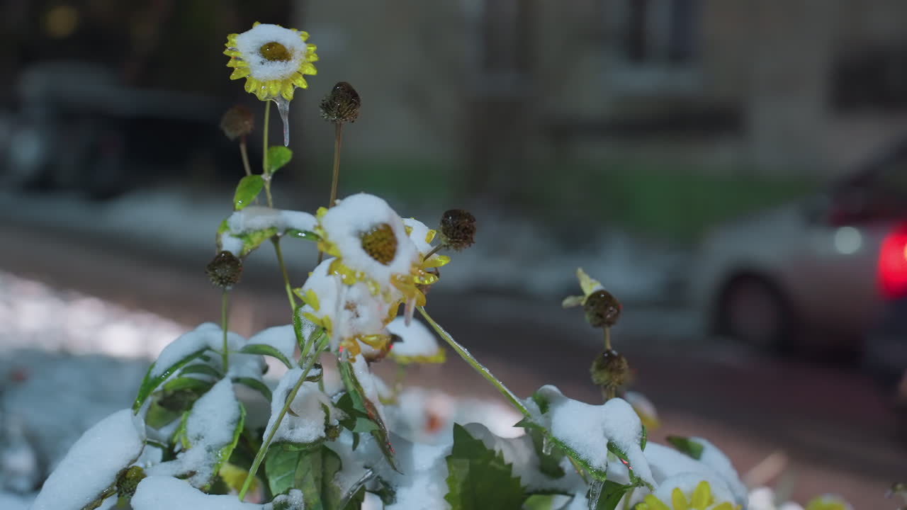 girasoles cubiertos de nieve en foco con un coche pasando en el fondo, vista parcialmente borrosa de la zona residencial con luces cálidas y nieve suave