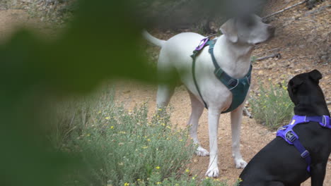 happy dog in forest wags tail and sits beside smaller black dog.